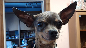 Из Мордовии в Абхазию отправили 13 тонн кормов для домашних питомцев