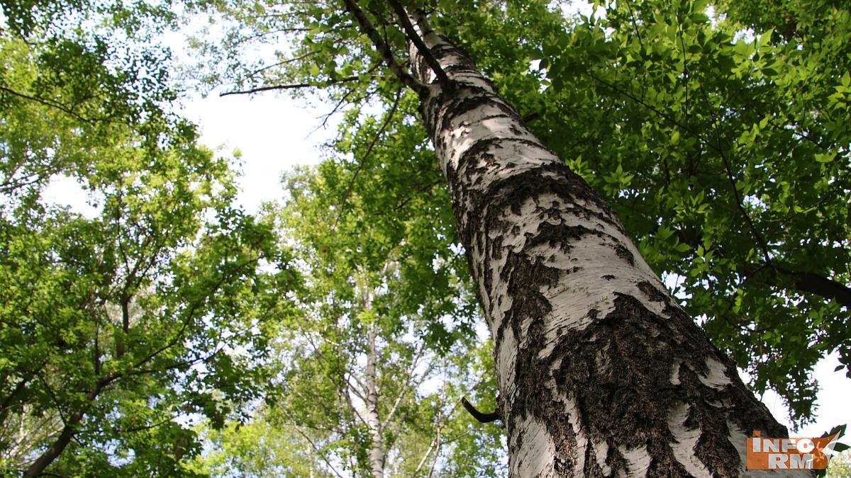 В лесах Мордовии начался пожароопасный сезон 