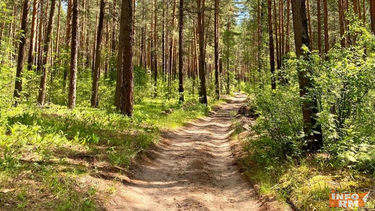 Ограничение на посещение лесов введено в Мордовии