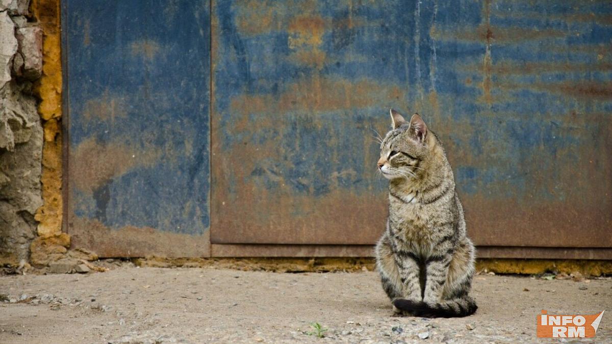 Больше десяти человек оказались в больнице из-за того, что дети погладили кошку 