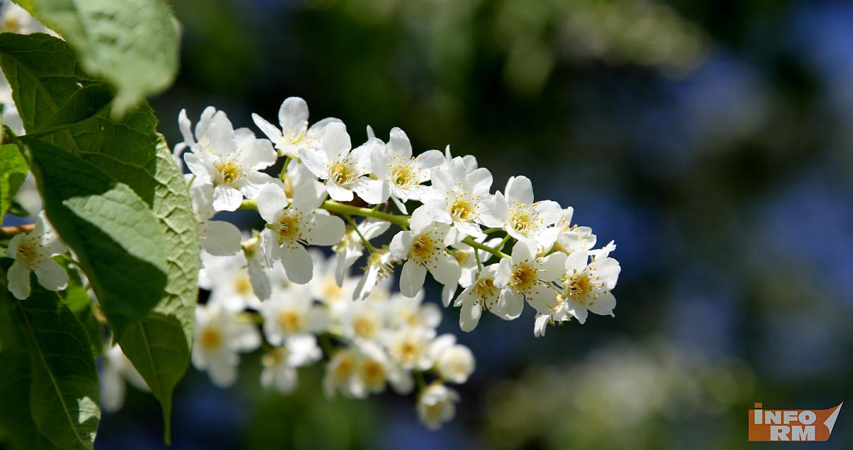 «Черемуховые» заморозки ожидаются в России в начале мая 