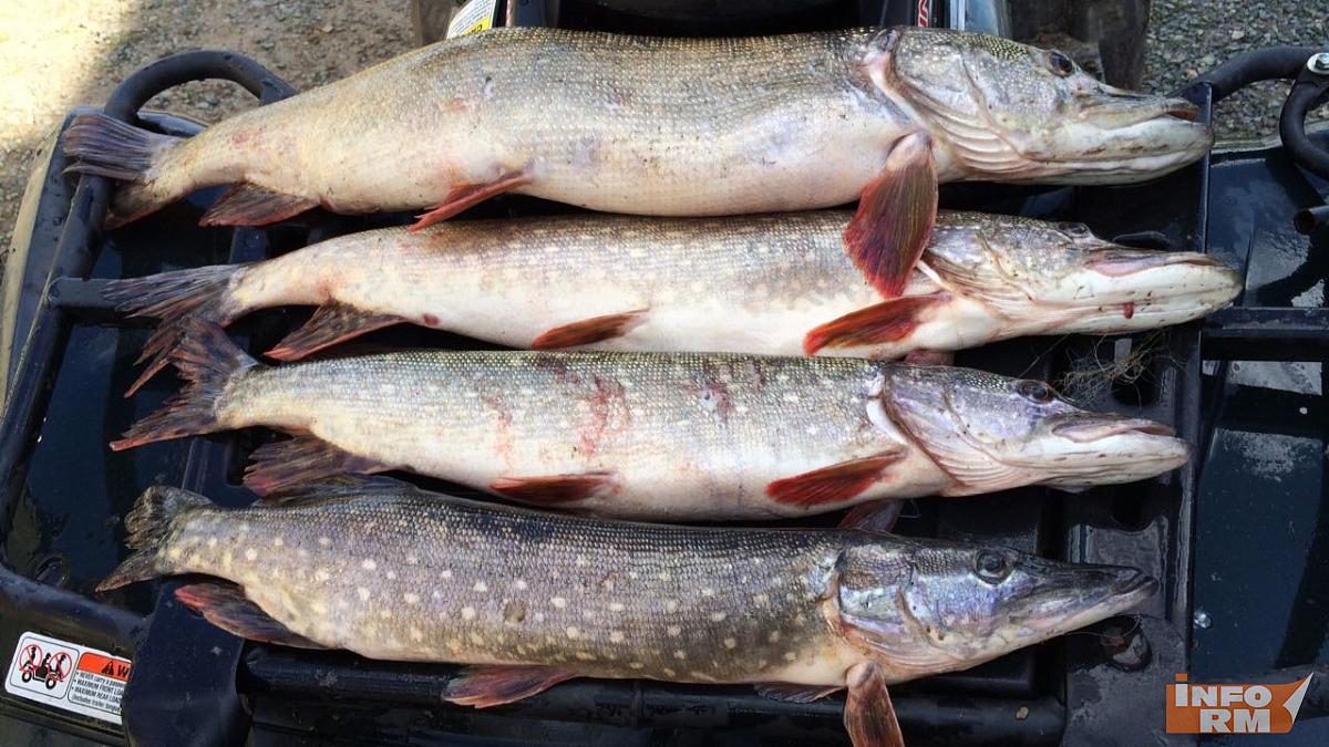 В Мордовии будут развивать промышленное рыболовство 