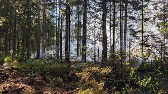 В Мордовии проверят готовность заповедника к пожароопасному сезону