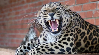 Жителей Мордовии приглашают на обед к леопарду