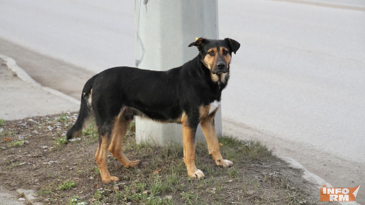 В Мордовии – 27 неблагополучных пунктов по бешенству