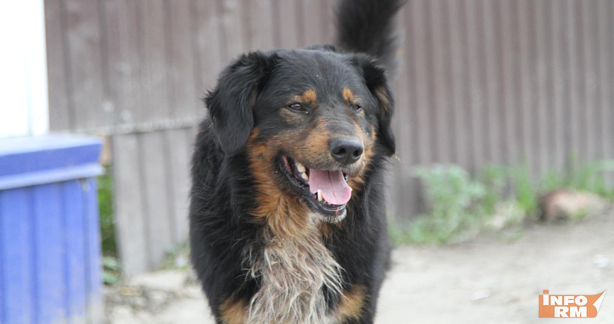 Жителям Мордовии напомнили о штрафах за самовыгул собак 