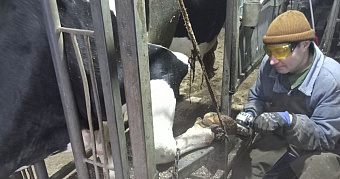 Бурёнок в Мордовии сводили «на ноготочки» 