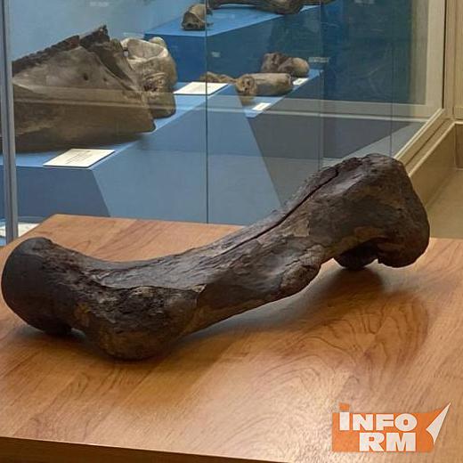 В Мордовии из Мокши достали кость шерстистого носорога