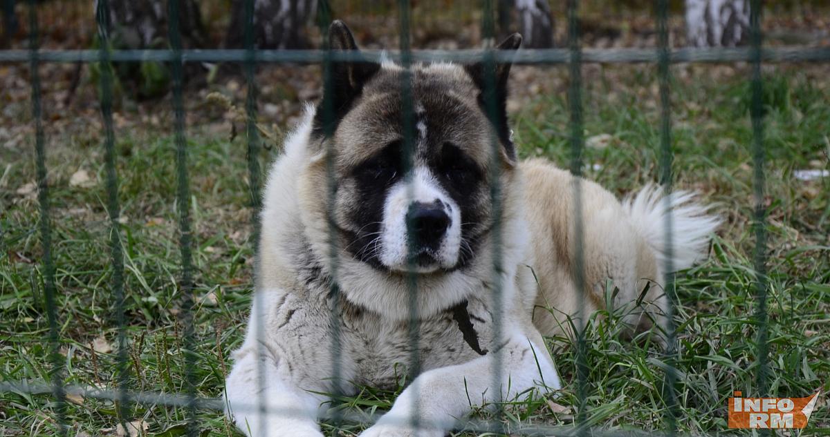 В двух приютах для животных в Мордовии поставят вольеры ещё на 150 собак 