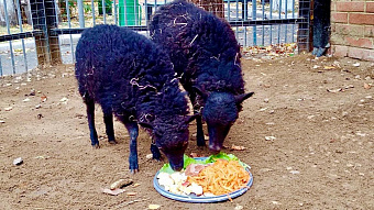 Жителей Саранска приглашают покормить овечек