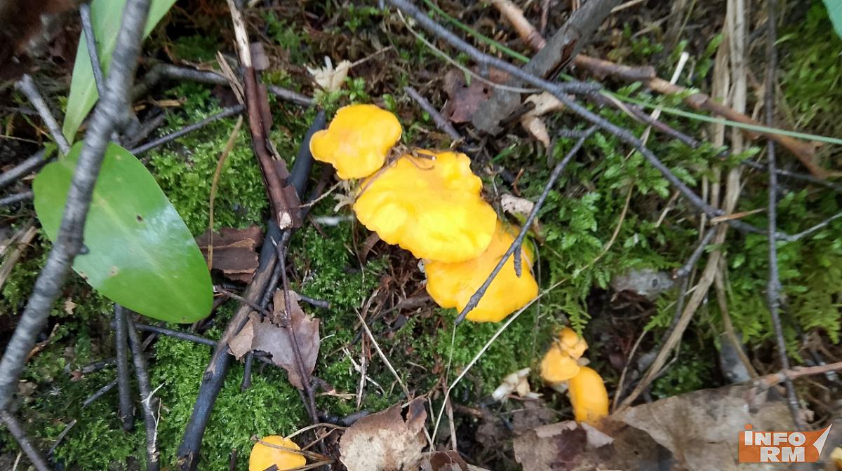 В Мордовии отпразднуют День гриба