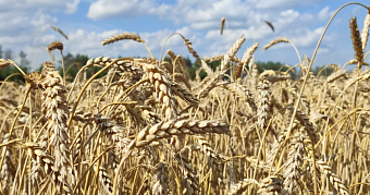 Посевная в России оказалась под угрозой из-за плохой погоды 