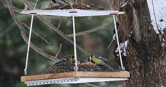 В саранском Ботаническому саду начали подкармливать птиц 