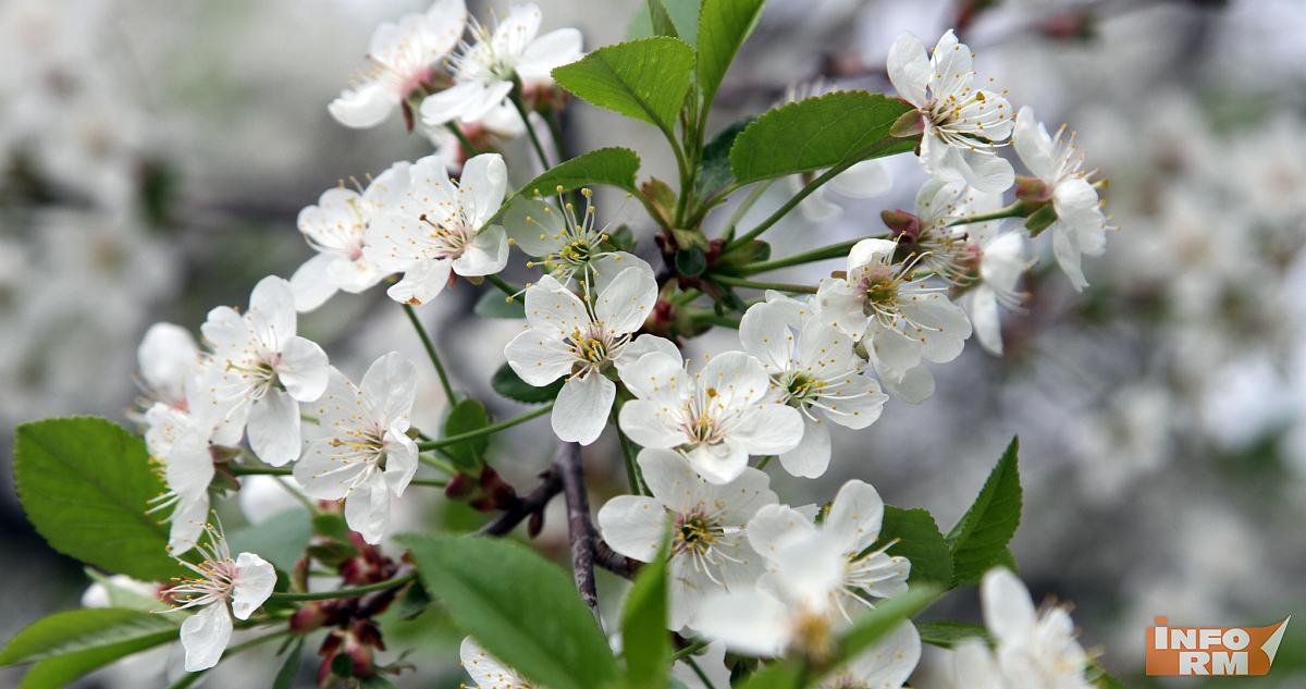 Весна в 2026 году оказалась очень ранней 