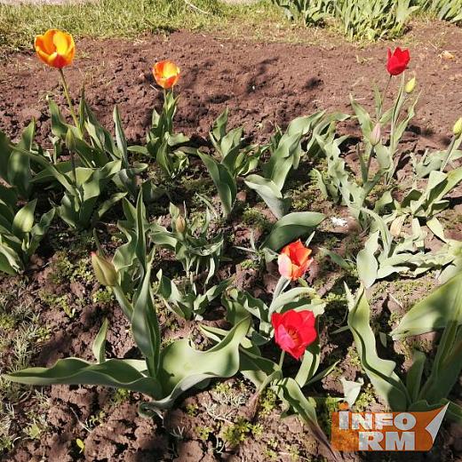 В Саранске задержали похитителя садовых цветов