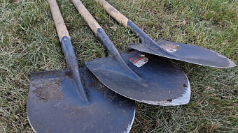 У роддома в Саранске высадили сосновую аллею 