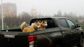 В Саранске прошла выставка охотничьих собак