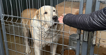 Молодые политики в Саранске оказали помощь приюту для животных 