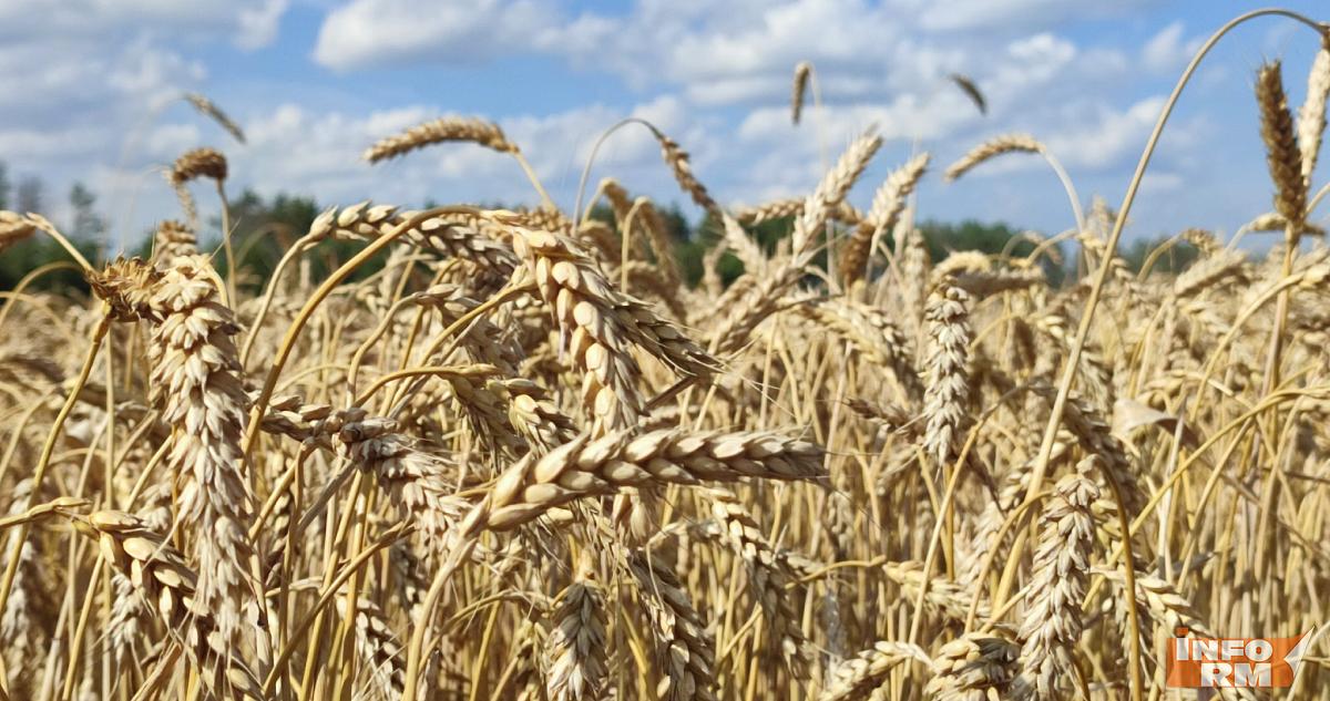 Посевная в России оказалась под угрозой из-за плохой погоды 