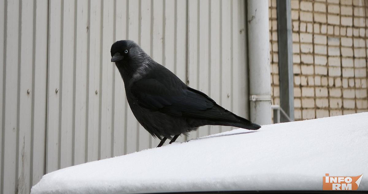 Из-за снегопада в Саранске ограничат движение транспорта 