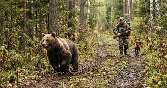 Замеченного в Мордовии медведя планируют ликвидировать 