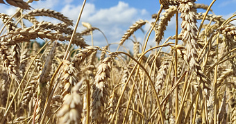 Мордовские аграрии получат больше 2 миллиардов рублей помощи 