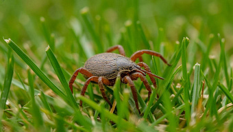В Мордовии клещи атаковали 12 человек