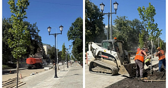 На проспекте Ленина в Саранске высадят 17 крупных лип 