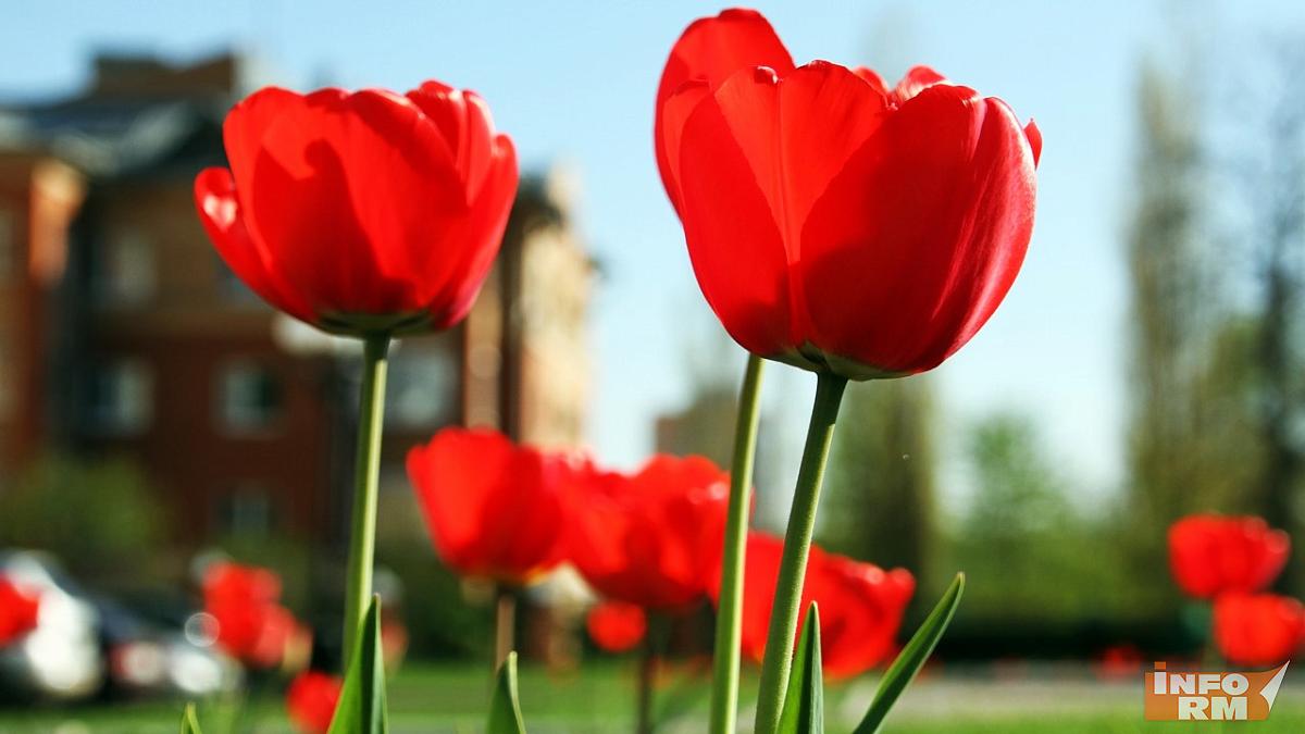 В Саранске на Соборной площади посадят почти 5 тысяч тюльпанов 