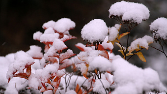 Большая часть России уже покрыта снегом 