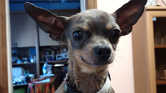 Из Мордовии на экспорт отправили 110 тонн кормов для домашних животных