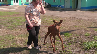 Спасённый лосёнок осваивается в зоопарке Саранска