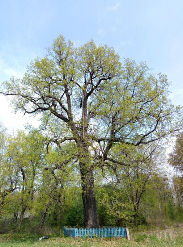 Жителей Мордовии призывают выбрать главное дерево России
